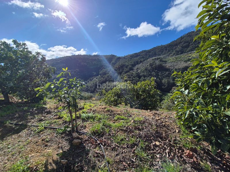 Foto e48864c7-990b-4a27-9820-f7e0502e0c7b. Masia a Yunquera