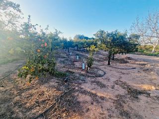 Finca rústica en Polígono industrial cariñena 115. Terreno en venta en vila-real