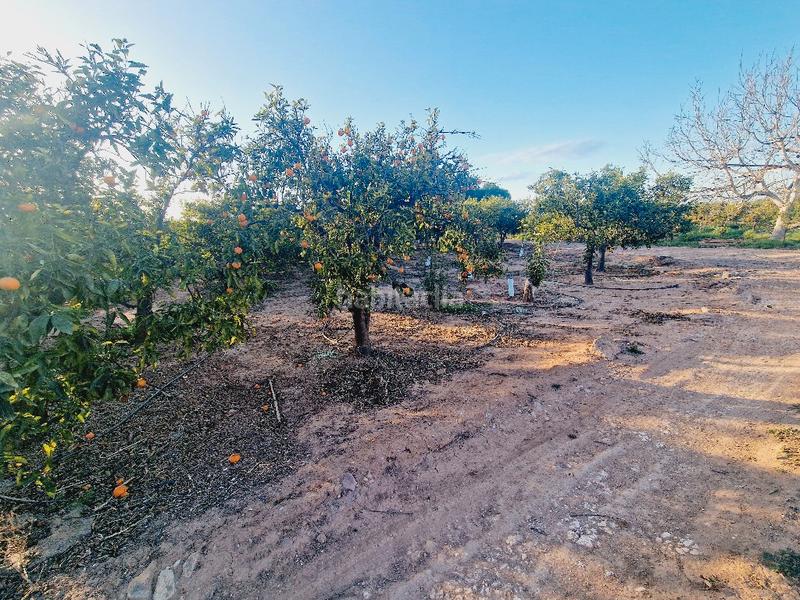 Foto cdda557e-1578-4018-8d26-f383ebcff6e9. Finca rústica a Avenida Alemania-Italia Villarreal / Vila - real