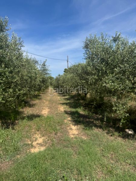 Foto ff3095dd-6b40-48f1-af18-a609b71c13b0. Terreny residencial a Constantí