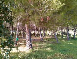 Finca rústica a Beniarbeig. Parcela rústica de 11.100 m2 en la ctra de beniarbeig-benidoleig
