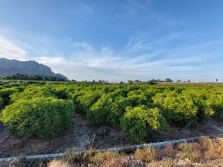 Finca rústica a Beniarbeig. Parcela agraria de 2.522 m² en plena producción de naranjos en v
