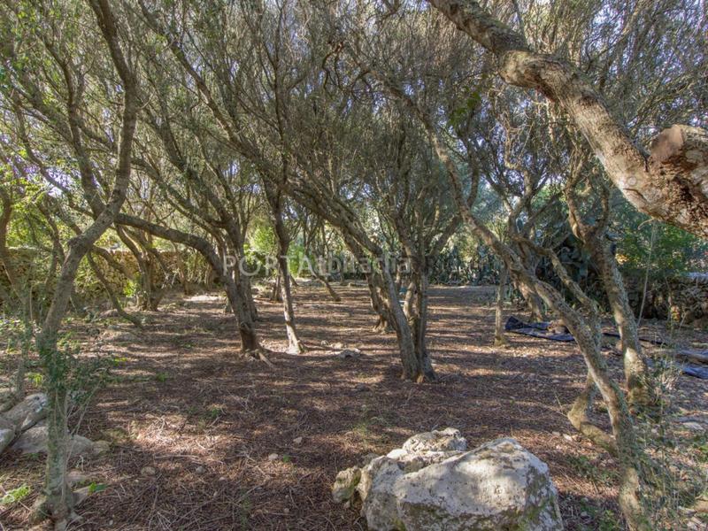 Foto d3fd04c3-0959-4587-b780-3ba6c80d0b4c. Mas avec parking dans Sant Lluís-s´ullestrar-torret Sant Lluís