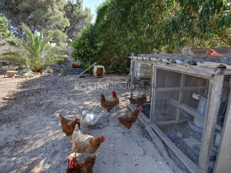 Foto dd7bb06f-4750-417a-8e80-a6a0404287d0. Chalet con piscina in Sant Climent-Es Canutells Maó