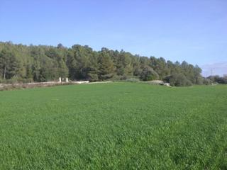 Masia a Algaida. Finca rústica en algaida