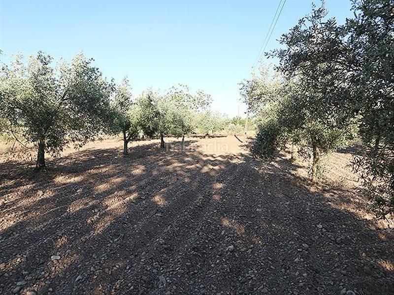 Foto 543fb92f-a57c-4be7-8464-e323c74f635c. Mas dans Ulldecona