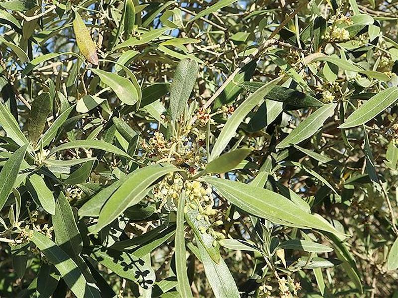 Foto b585b881-c067-4a8b-a2f0-6e2187723db0. Mas dans Ulldecona