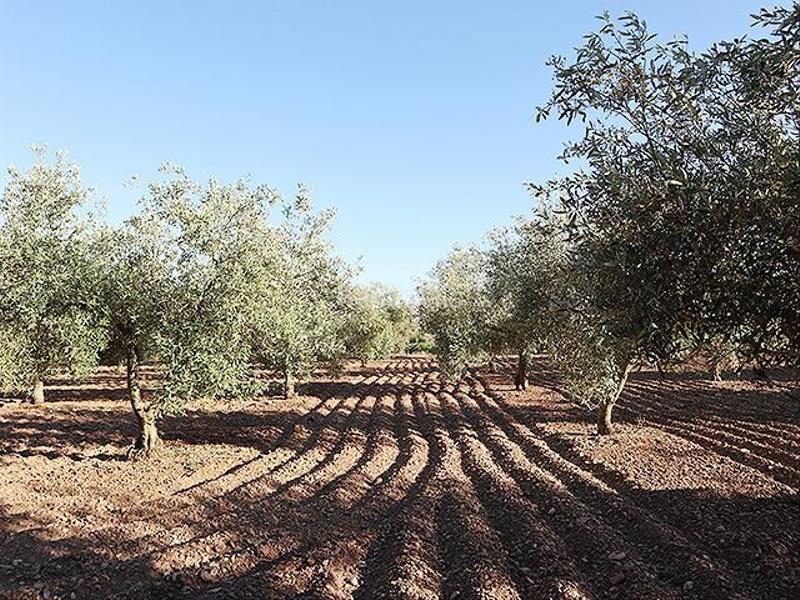 Foto c315c507-46ae-4e80-bf53-7bd4b228184c. Mas dans Ulldecona