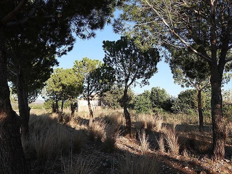 Foto d3ac6478-ce37-4759-817c-accd1bcdea83. Mas dans Ulldecona