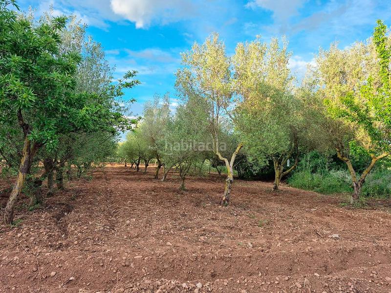 Foto 02899a7c-26ff-49bb-8112-324ae94c01ab. Casale in foites (foietes) in Ulldecona