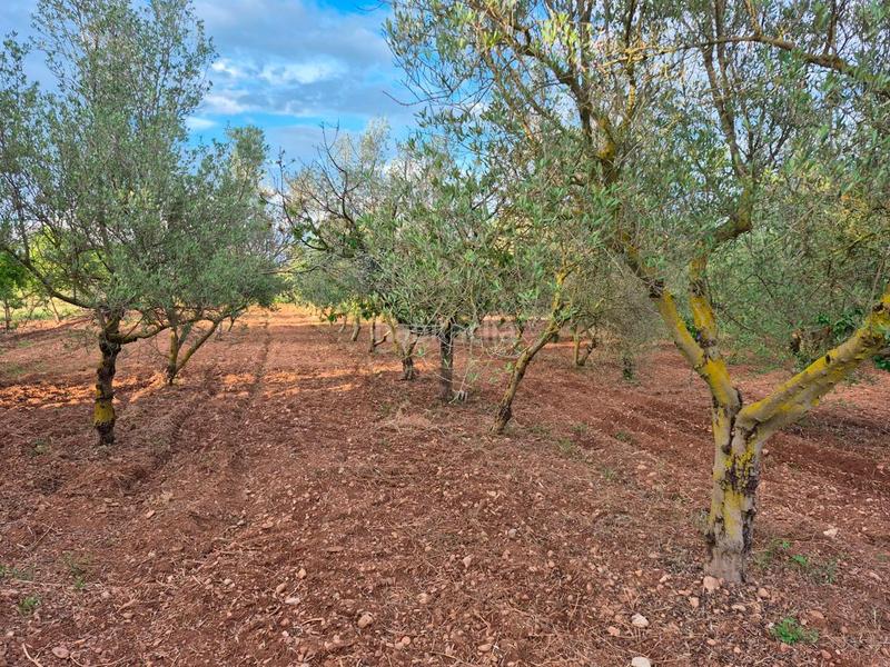 Foto 2f8c71b9-71cb-41ff-a545-1a984e284843. Casale in foites (foietes) in Ulldecona