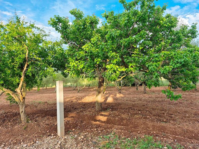 Foto 8d13da75-748f-4822-9f66-01ed7f154901. Casale in foites (foietes) in Ulldecona