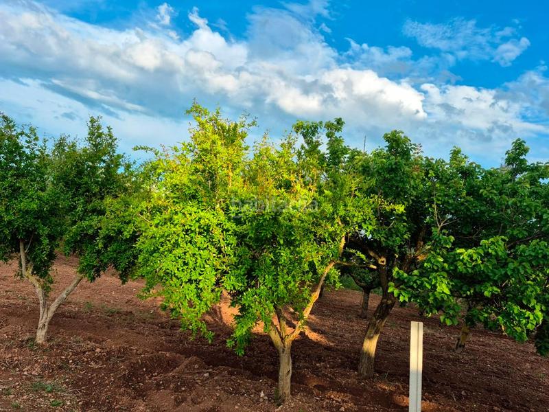 Foto f8dfb55c-9731-492b-8553-0bae5e8dd037. Casale in foites (foietes) in Ulldecona