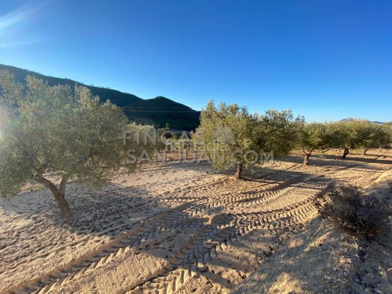 Foto d8c07964-24f5-429f-8d63-c3a6ea17963b. Casale in Torre de les Maçanes (la)