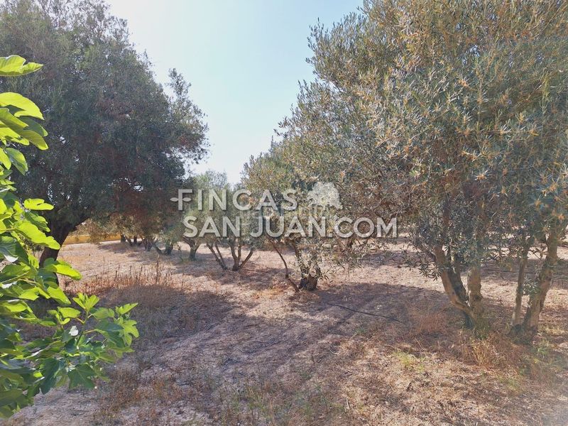 Foto 58b12751-1f7d-438c-8472-00da78fcb71d. Xalet amb aparcament piscina a Villafranqueza Alicante
