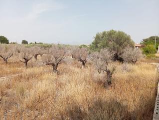 Terrain résidentiel à Centro. Terreno rústico en venta en mutxamel.