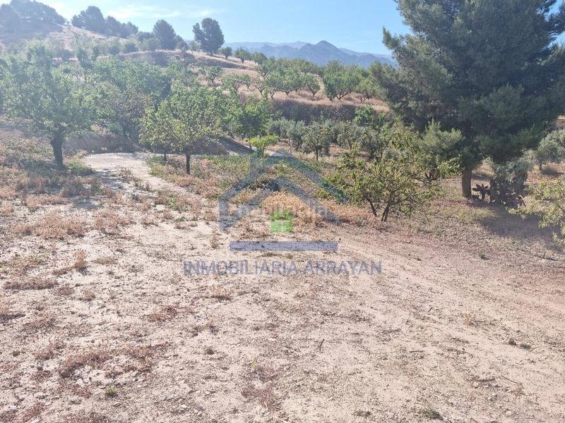 Foto 117c17a3-8de6-487b-bd76-cd661f743ecc. Piso cortijo con 11.000 metros con olivos y almendros en Gójar
