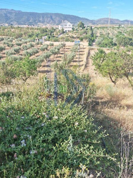 Foto b3b8ad09-27fc-4313-8c73-162dbd97ecb8. Piso cortijo con 11.000 metros con olivos y almendros en Gójar