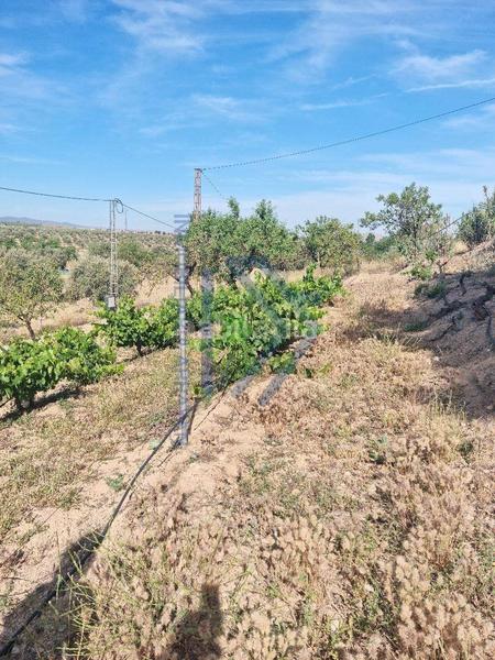 Foto c07f0060-8581-4756-9564-708af8280f5b. Piso cortijo con 11.000 metros con olivos y almendros en Gójar