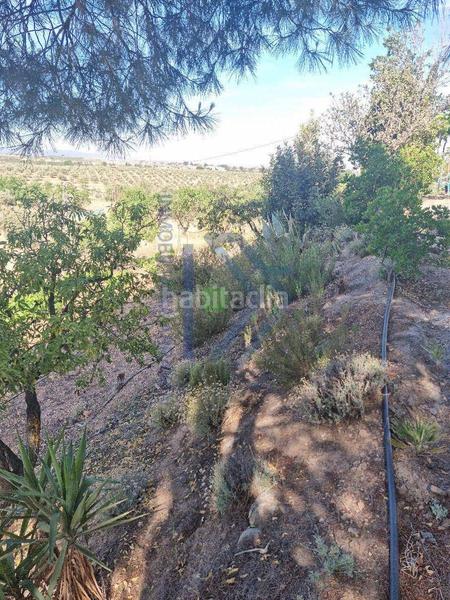 Foto d6acd31c-89aa-41cf-b0f4-269ce8643828. Piso cortijo con 11.000 metros con olivos y almendros en Gójar
