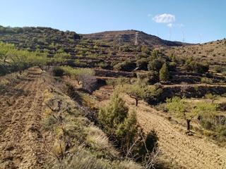 Finca rústica a Villores. Terreno rústico agrario tierra productiva viña y almendros