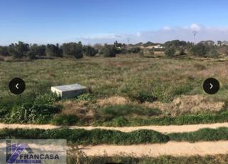 Mas à Yecla. El pinósfinca rustica