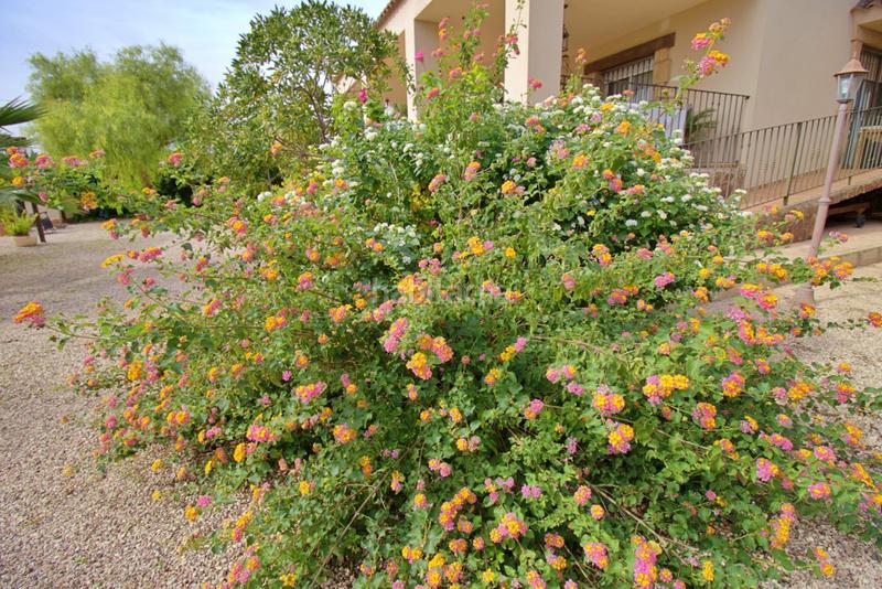 Foto dfc46299-7317-4691-a9be-987a7cee2bec. Chalet avec parking piscine dans Valverde Elche / Elx