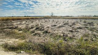 Finca rústica a La Marina. Oportunidad unica! terreno en venta