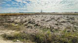 Finca rústica en La Marina. Oportunidad unica! terreno en venta