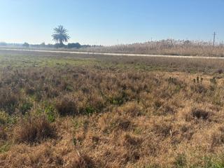 Finca rústica a La Foia - Daimés - Asprella. Terreno de 12000 metros en daimes