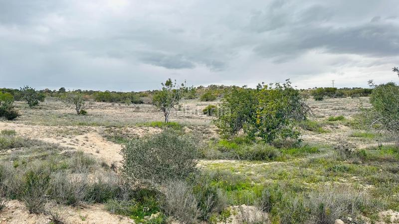 Foto 2a23a779-e93d-4a69-a049-69aa2f772b10. Finca rústica a La Marina Elche / Elx