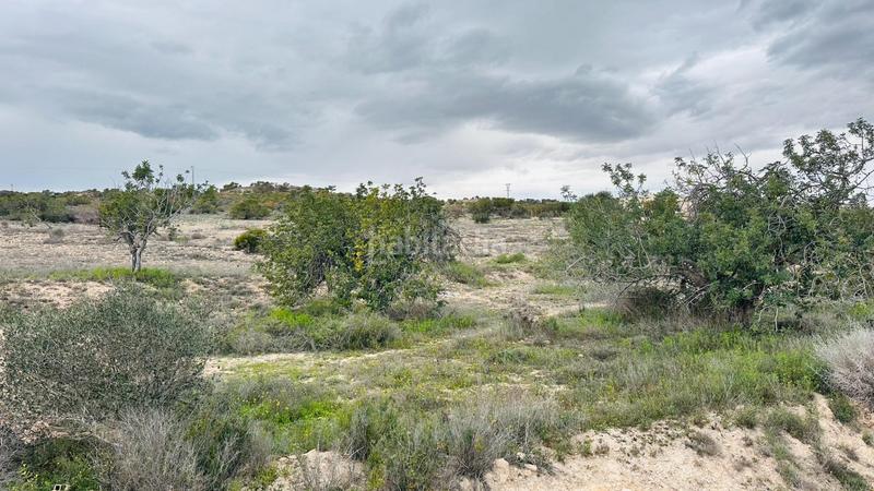 Foto 379c460f-7d35-4596-bbf5-e8aa08d06adb. Finca rústica a La Marina Elche / Elx