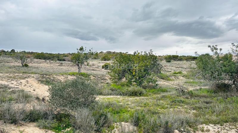 Foto 3d4313e1-eae7-440d-b24c-394432f9e880. Finca rústica a La Marina Elche / Elx