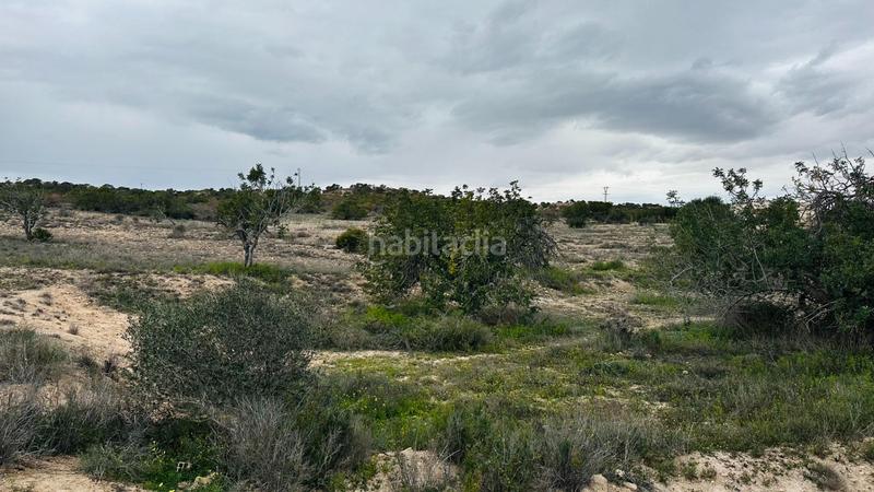 Foto 5e485345-39b7-44cd-9ea2-59a79175e3a8. Finca rústica a La Marina Elche / Elx