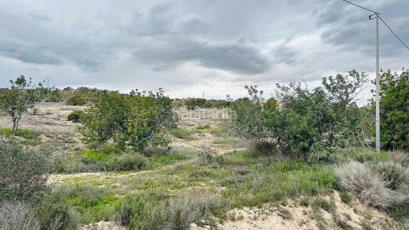 Foto b6c8932d-f411-459f-a8a5-6015113ac247. Finca rústica a La Marina Elche / Elx