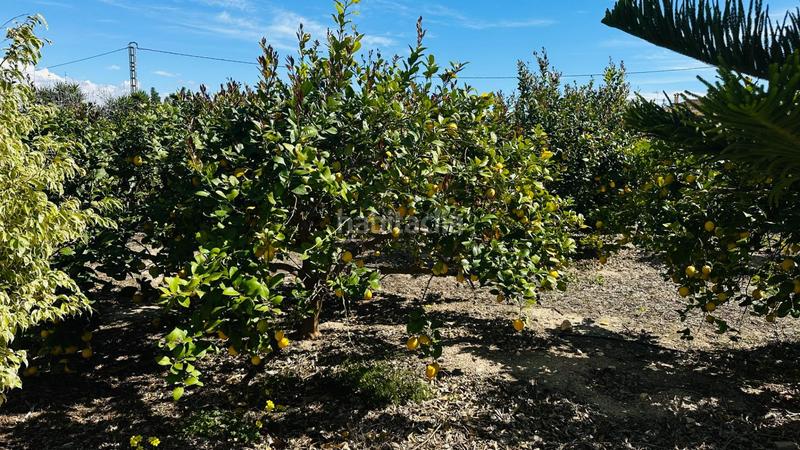 Foto f27fe358-6895-427d-ac4f-3aa4340ff61d. Chalet avec piscine dans La Foia - Daimés - Asprella Elche / Elx