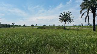Finca rústica a La Foia - Daimés - Asprella. Terreno rústico en partida daimes  11.000 m en camí fondo de la