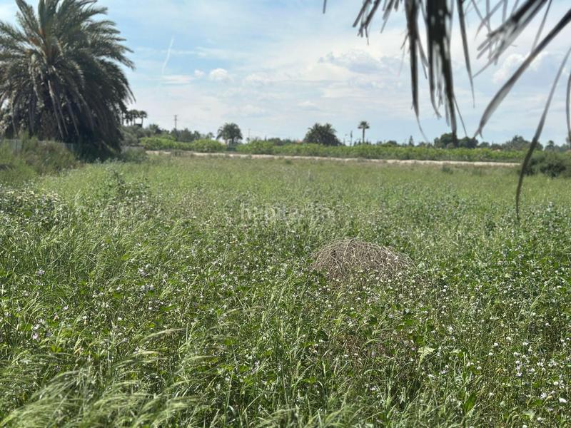 Foto e96d3f5c-a0b1-4e95-8302-c9a6f2083303. Finca rústica a La Foia - Daimés - Asprella Elche / Elx