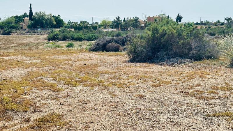 Foto b0f51ead-f675-4ef0-8948-95fb799ff299. Fondo rustico in Perleta - Maitino Elche / Elx
