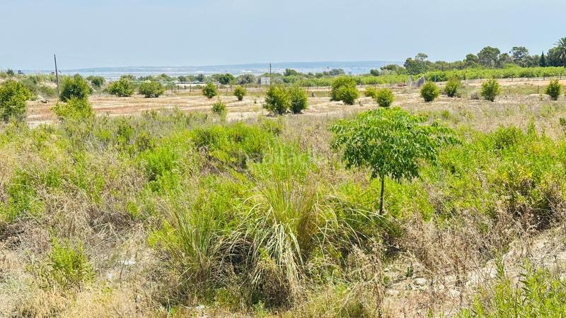 Foto 3771e88a-2a7a-4354-ab89-480656ac3fb9. Finca rústica a La Marina Elche / Elx