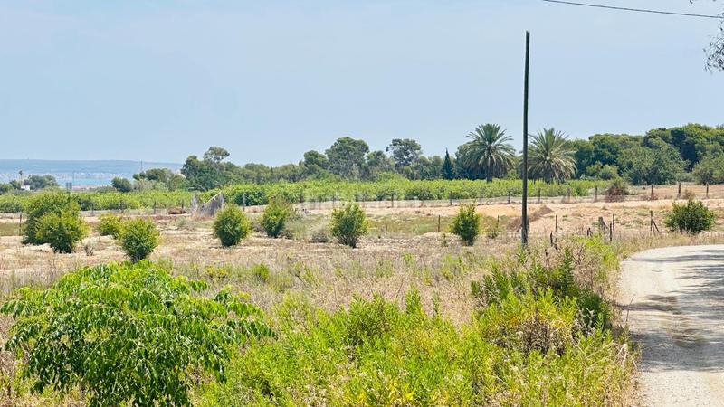 Foto 5aad4ce1-c869-488a-b0f2-5f59730f731a. Finca rústica a La Marina Elche / Elx