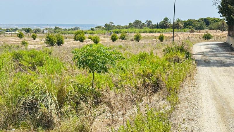 Foto 5ed6630b-81fb-4d84-8b4a-419b45968183. Finca rústica a La Marina Elche / Elx