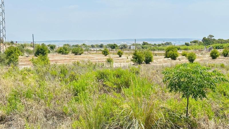 Foto 80ed4709-6f68-43e4-a4b3-bb1af1191830. Finca rústica a La Marina Elche / Elx