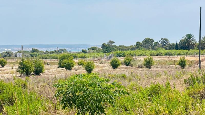 Foto c7cd7500-5db4-4d89-8125-3bf31ff58b0d. Finca rústica a La Marina Elche / Elx