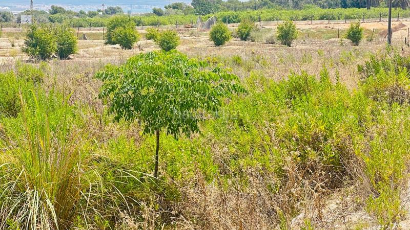 Foto e0e6c480-2b05-4320-9866-eacaf0c5da5f. Finca rústica a La Marina Elche / Elx