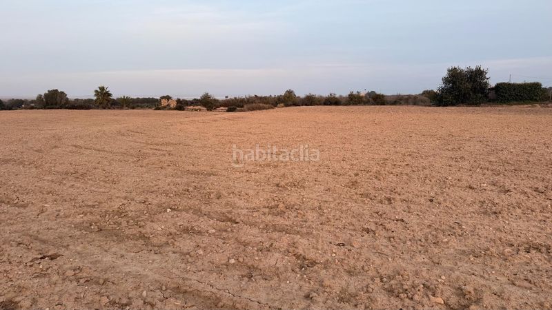 Foto c764bd3b-8a10-4493-80a0-754822dc7d69. Finca rústica a La Marina Elche / Elx