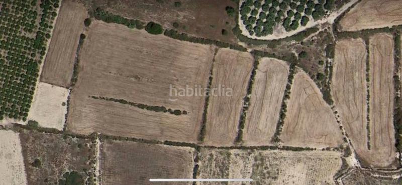 Foto f09191fe-9c3a-47c0-b943-07a1ce539142. Fondo rustico in Valverde Elche / Elx