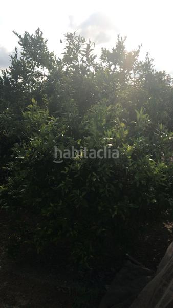 Foto dced34dc-220b-4d36-9742-c8cb396cd802. Finca rústica a Guadassuar