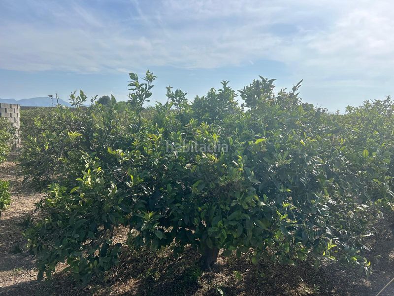 Foto 5bfbd707-3e20-4b0e-a53d-bc2e2f6a1d70. Finca rústica a Sueca Sueca