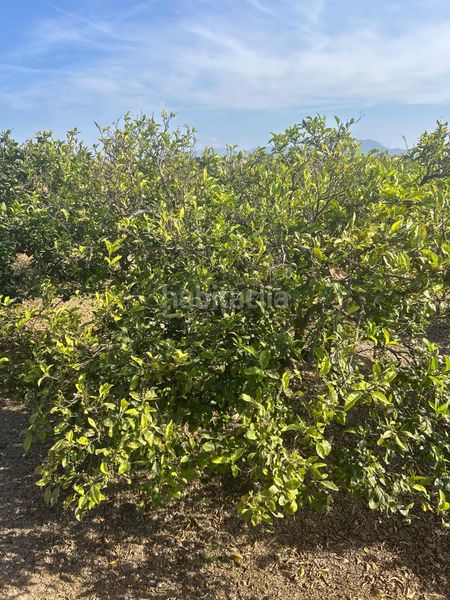 Foto 5ff15668-0ca2-4394-b087-9014e4062ba5. Finca rústica a Sueca Sueca